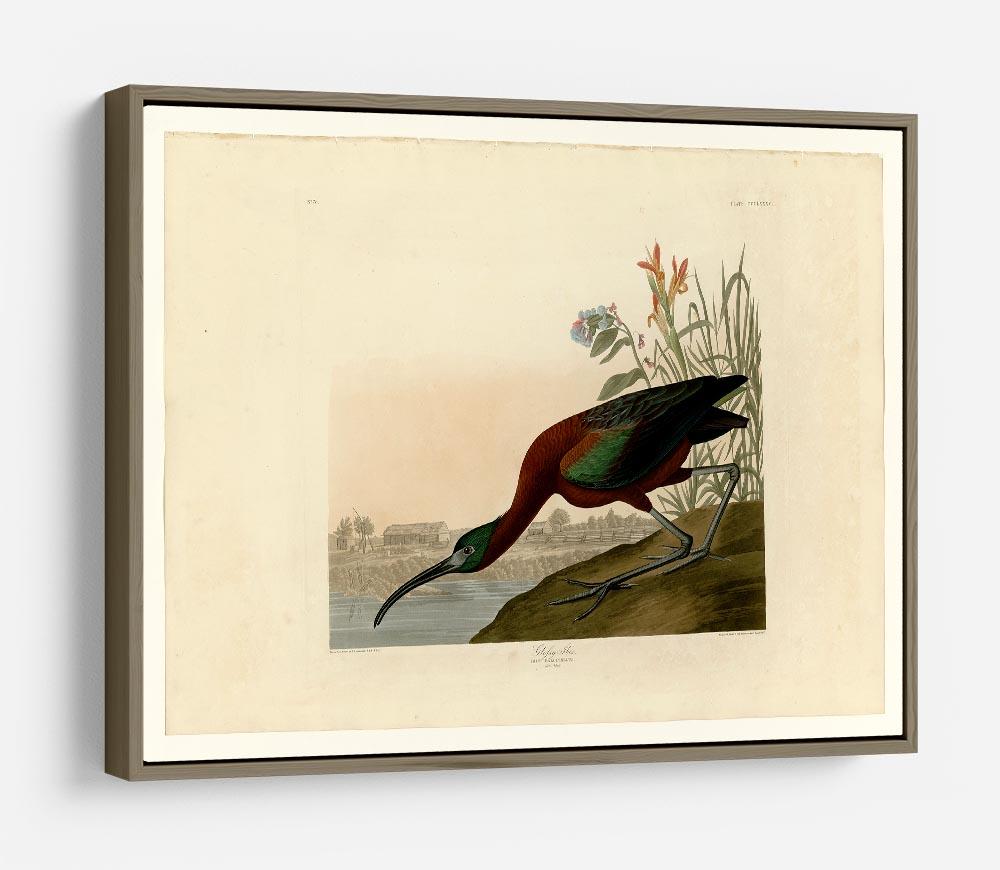 Glossy Ibis by Audubon HD Metal Print - Canvas Art Rocks - 10
