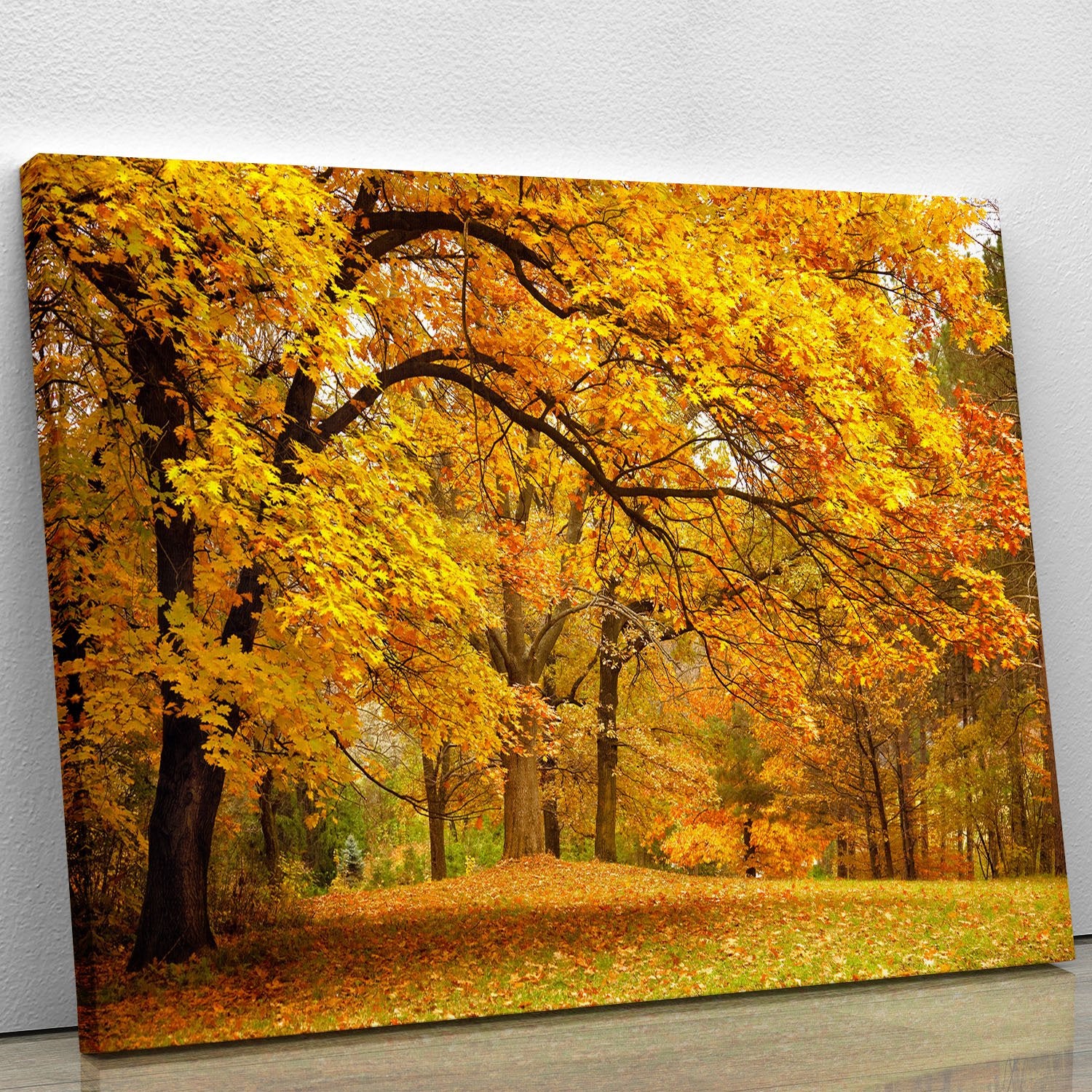 Gold Trees in a park Canvas Print or Poster