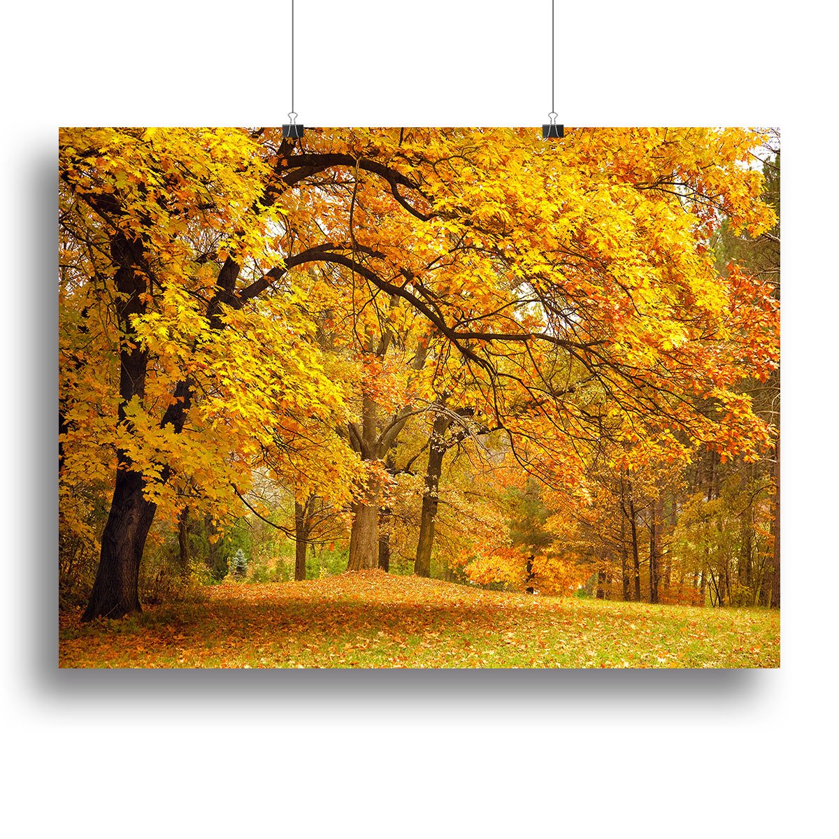 Gold Trees in a park Canvas Print or Poster