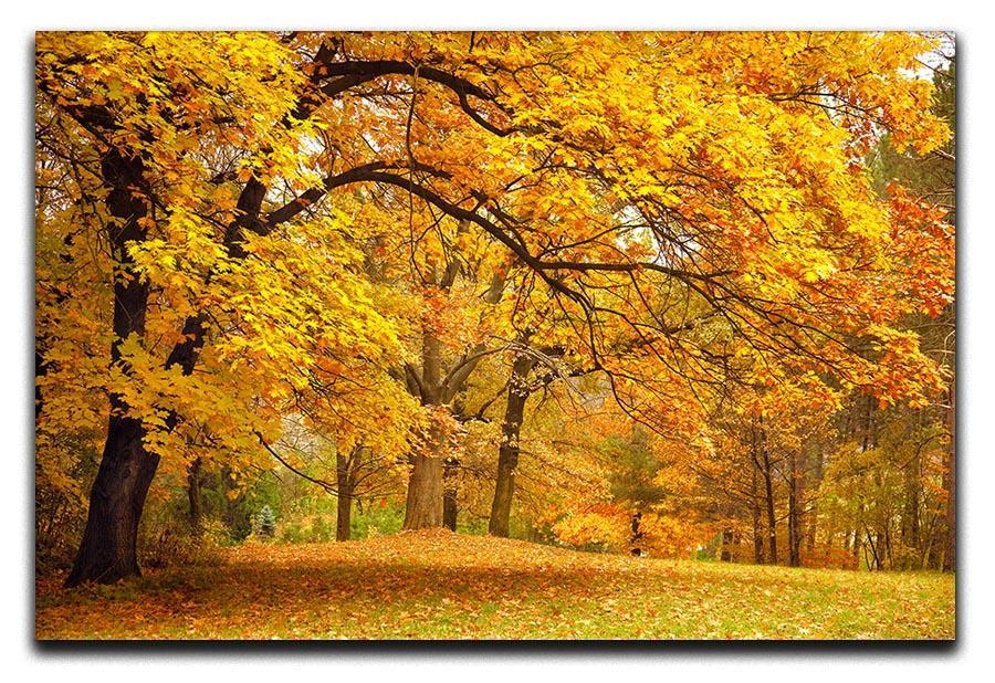 Gold Trees in a park Canvas Print or Poster  - Canvas Art Rocks - 1