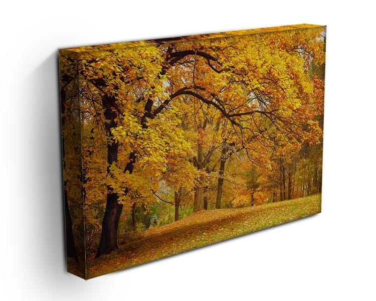 Gold Trees in a park Canvas Print or Poster - Canvas Art Rocks - 3