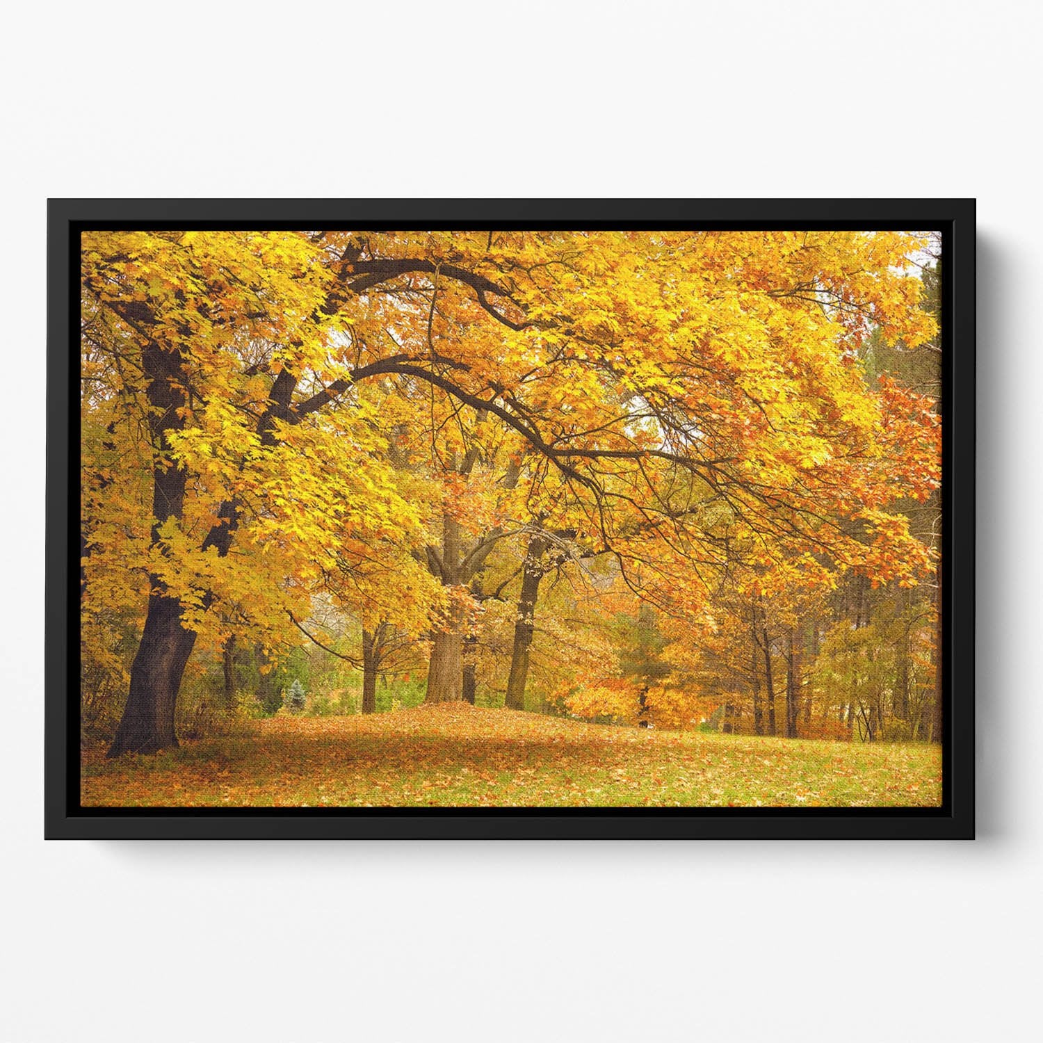 Gold Trees in a park Floating Framed Canvas