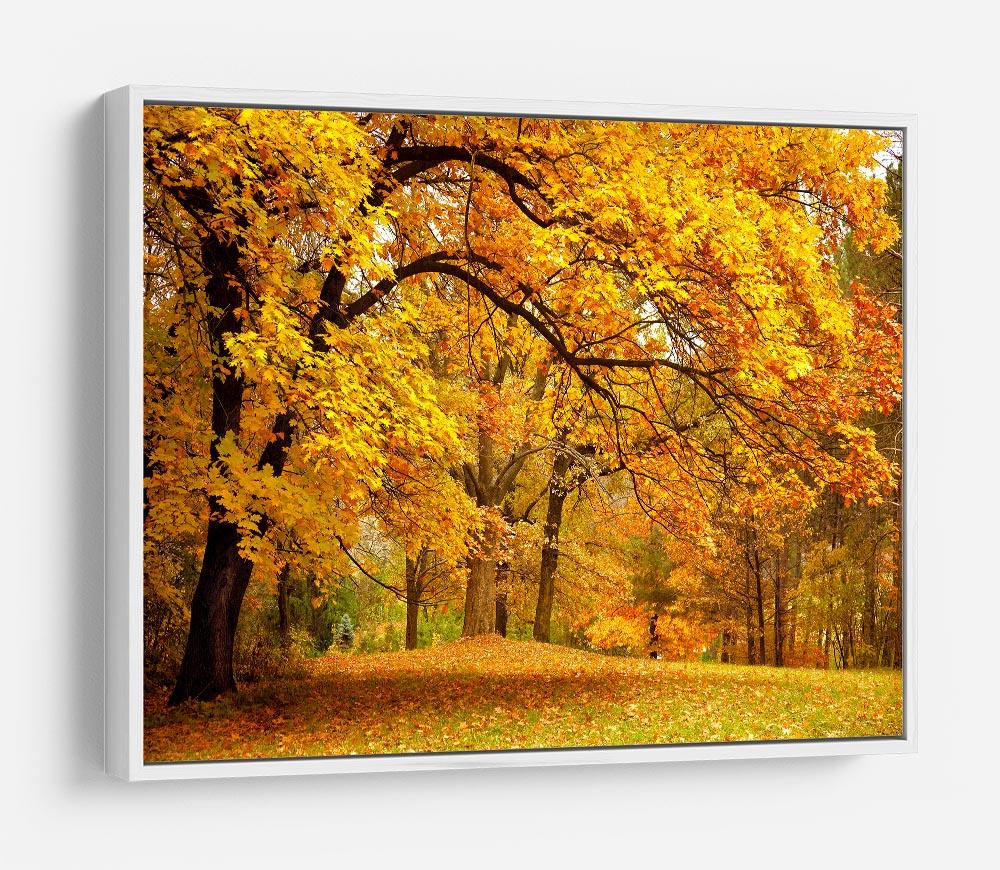 Gold Trees in a park HD Metal Print