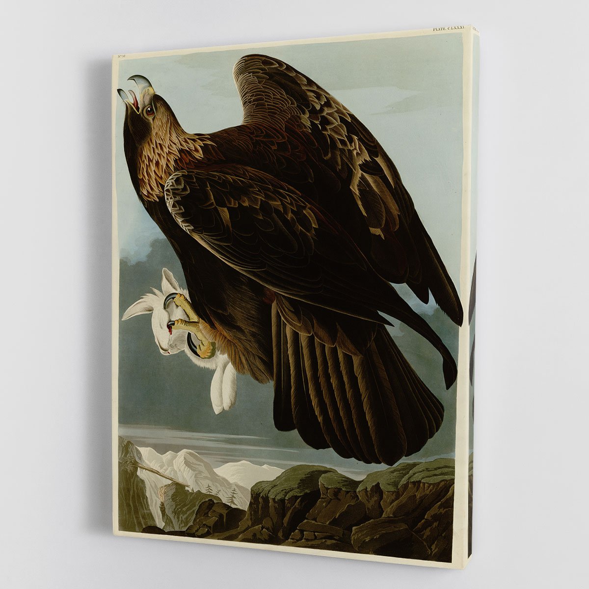 Golden Eagle by Audubon Canvas Print or Poster