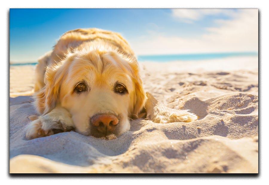 Golden retriever dog relaxing resting Canvas Print or Poster - Canvas Art Rocks - 1