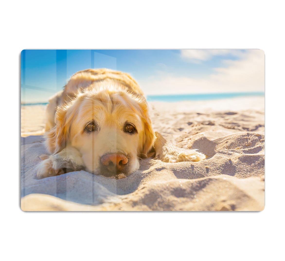 Golden retriever dog relaxing resting HD Metal Print - Canvas Art Rocks - 1