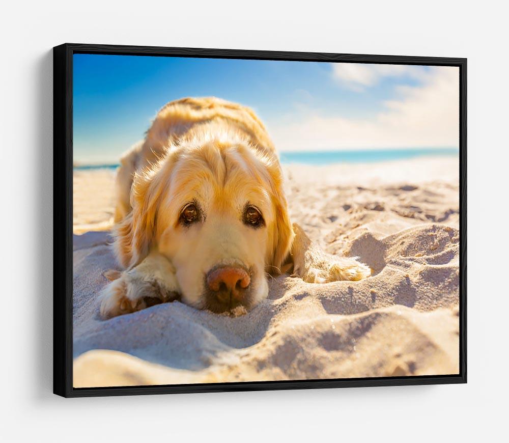 Golden retriever dog relaxing resting HD Metal Print - Canvas Art Rocks - 6
