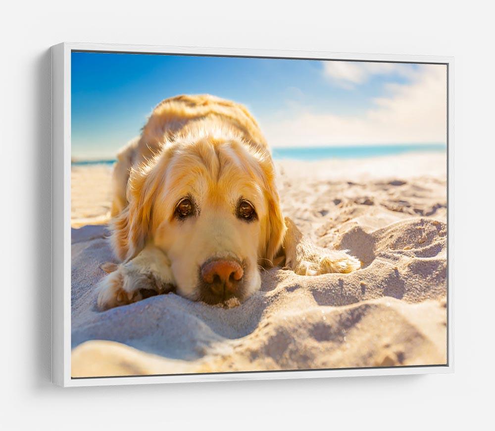 Golden retriever dog relaxing resting HD Metal Print - Canvas Art Rocks - 7