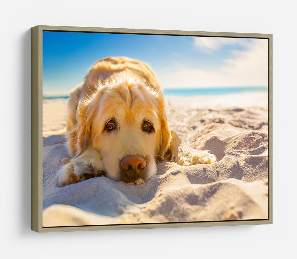 Golden retriever dog relaxing resting HD Metal Print - Canvas Art Rocks - 8