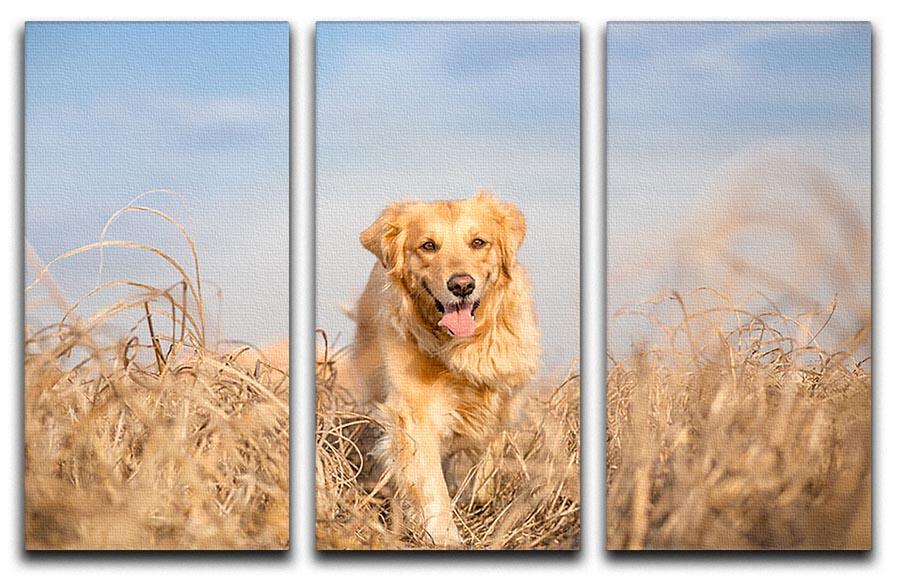 Golden retriever dog running 3 Split Panel Canvas Print - Canvas Art Rocks - 1
