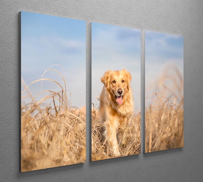 Golden retriever dog running 3 Split Panel Canvas Print - Canvas Art Rocks - 2