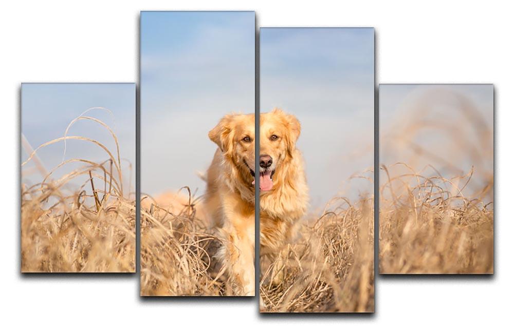 Golden retriever dog running 4 Split Panel Canvas - Canvas Art Rocks - 1