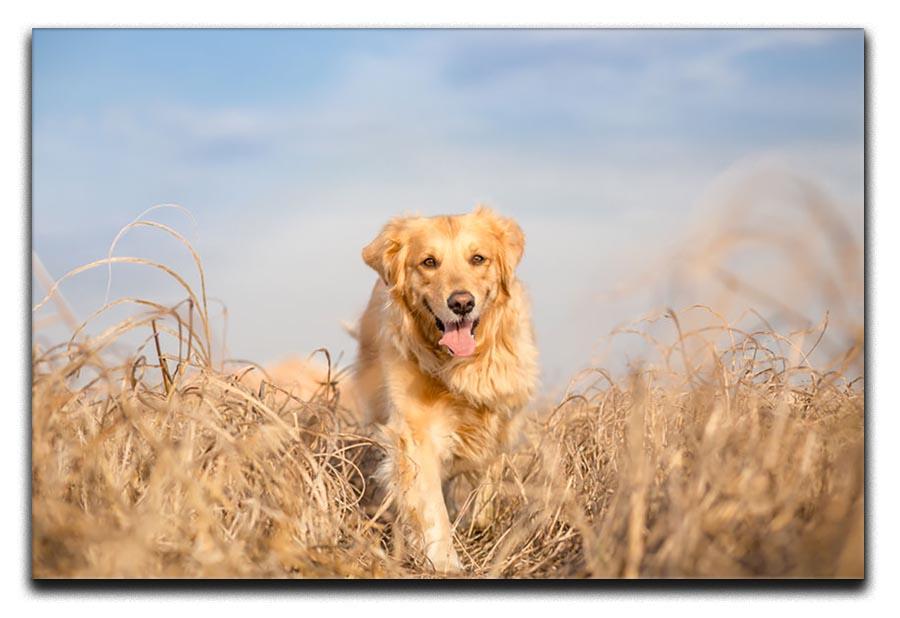 Golden retriever dog running Canvas Print or Poster - Canvas Art Rocks - 1