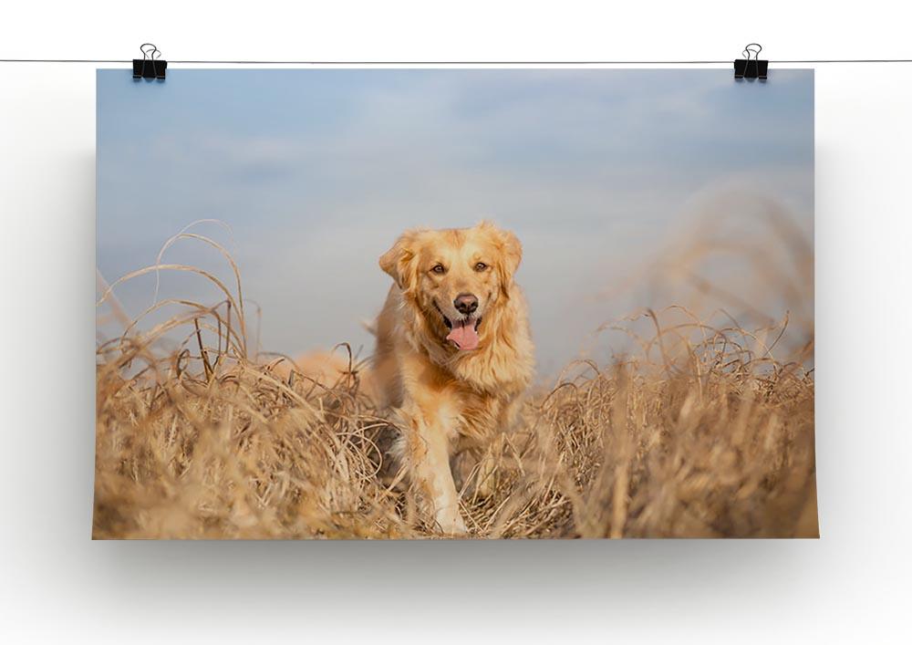Golden retriever dog running Canvas Print or Poster - Canvas Art Rocks - 2