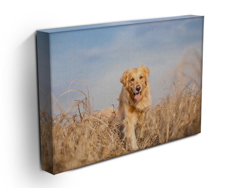 Golden retriever dog running Canvas Print or Poster - Canvas Art Rocks - 3
