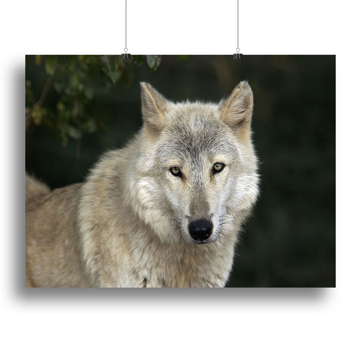 Gray Wolf Portrait in Natural Habitat Canvas Print or Poster - Canvas Art Rocks - 2