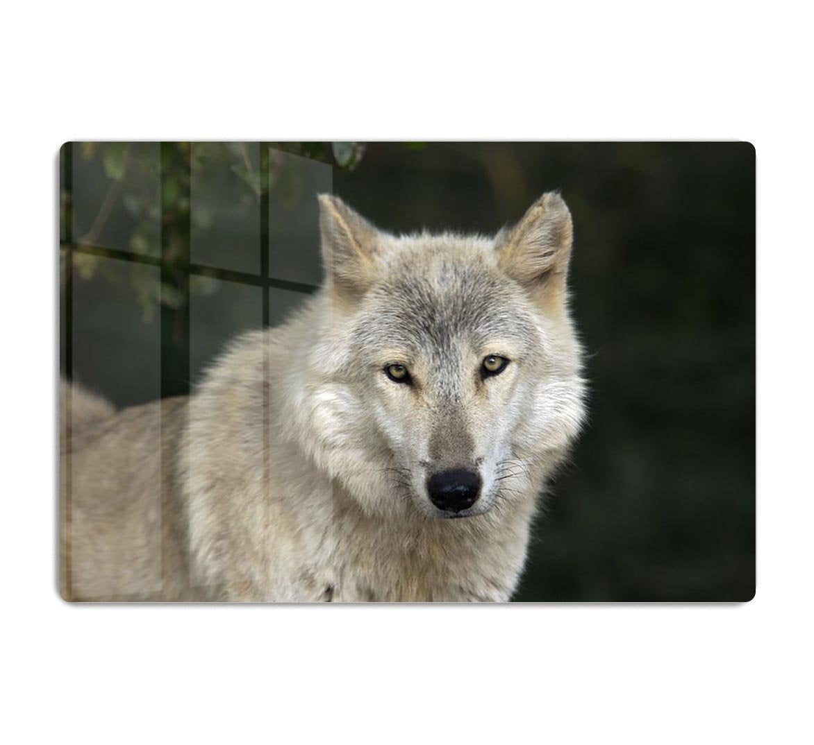 Gray Wolf Portrait in Natural Habitat HD Metal Print - Canvas Art Rocks - 1