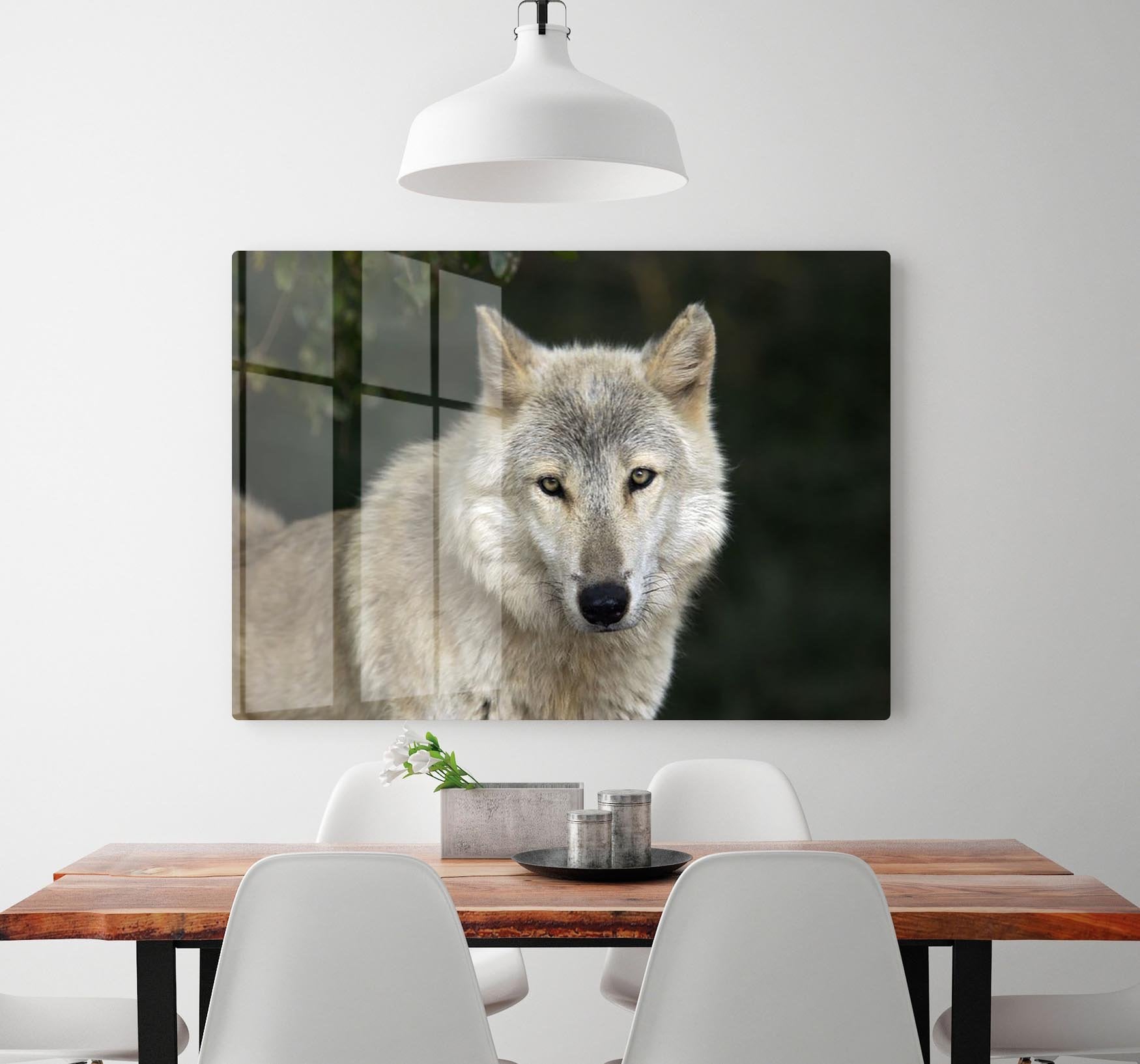 Gray Wolf Portrait in Natural Habitat HD Metal Print - Canvas Art Rocks - 2