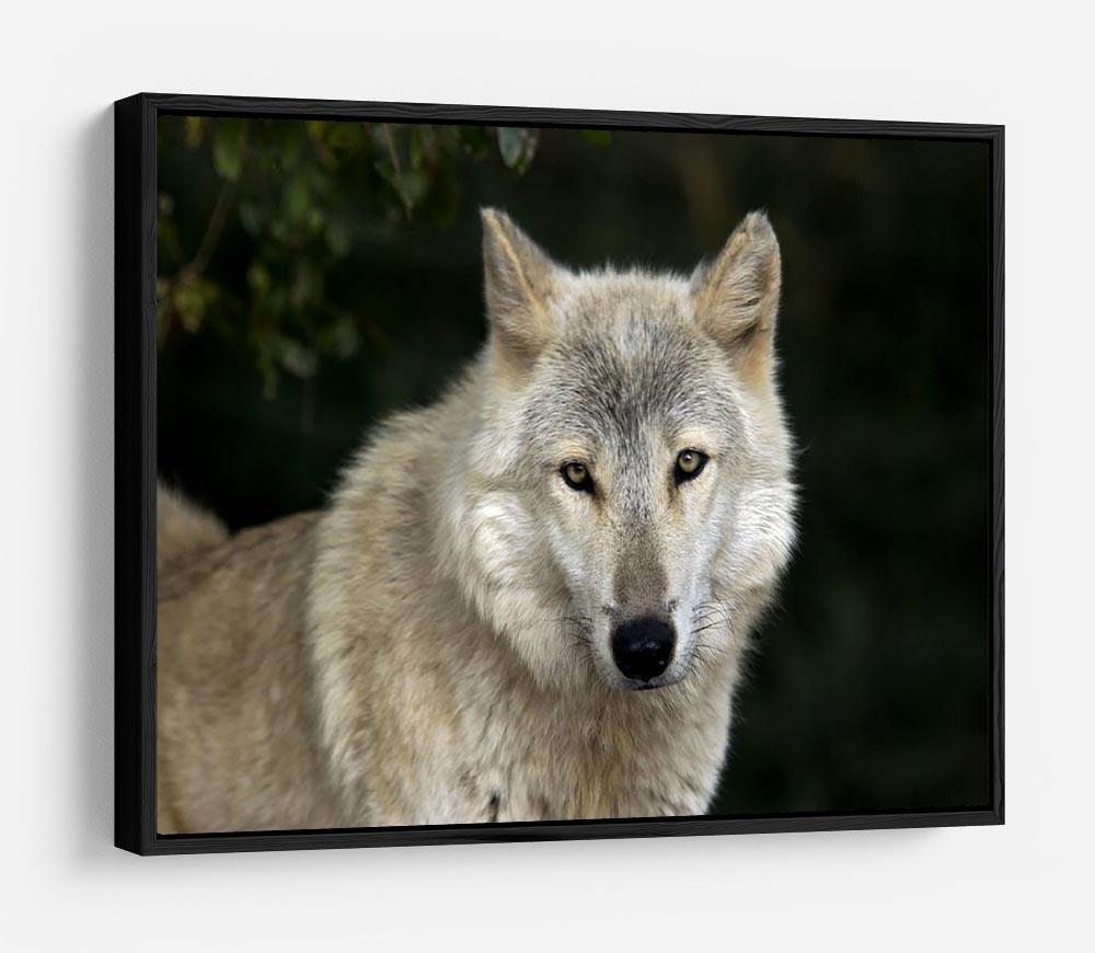 Gray Wolf Portrait in Natural Habitat HD Metal Print - Canvas Art Rocks - 6