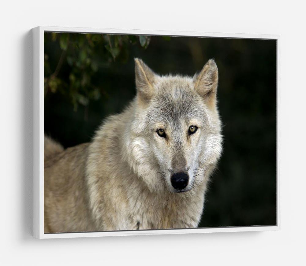 Gray Wolf Portrait in Natural Habitat HD Metal Print - Canvas Art Rocks - 7