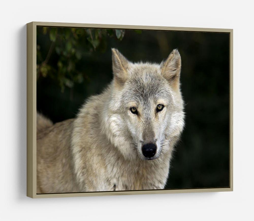 Gray Wolf Portrait in Natural Habitat HD Metal Print - Canvas Art Rocks - 8