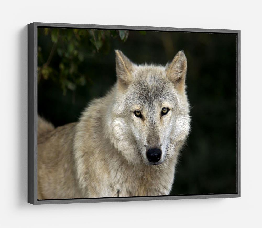 Gray Wolf Portrait in Natural Habitat HD Metal Print - Canvas Art Rocks - 9