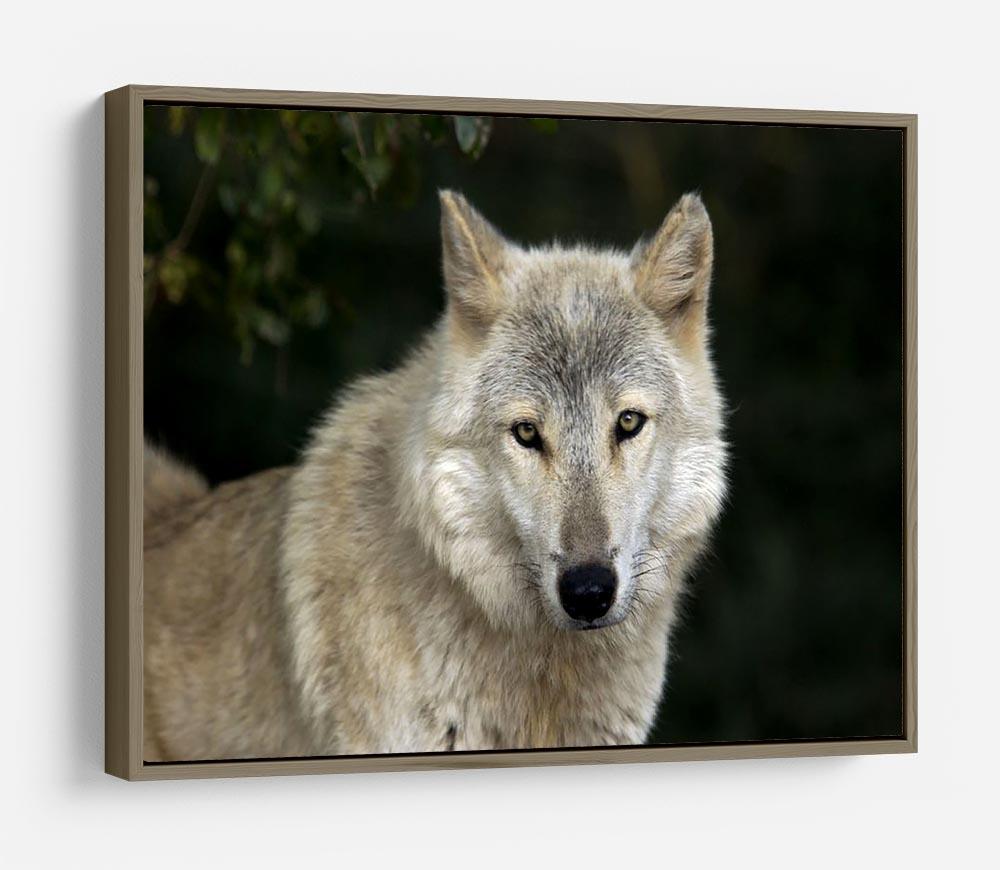 Gray Wolf Portrait in Natural Habitat HD Metal Print - Canvas Art Rocks - 10