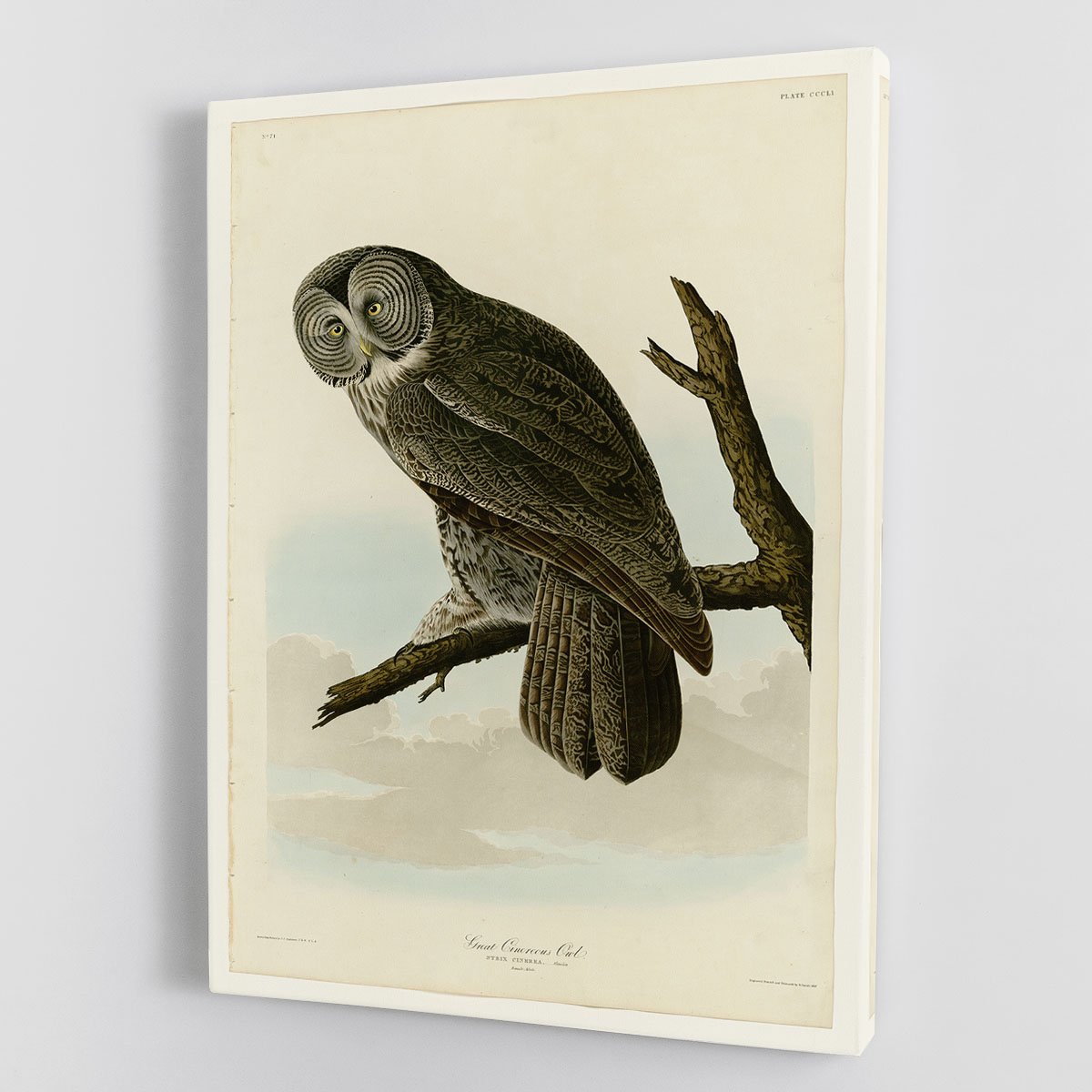 Great Cinereous Owl by Audubon Canvas Print or Poster