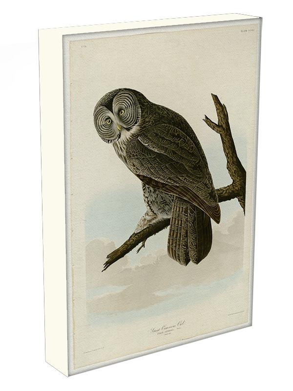 Great Cinereous Owl by Audubon Canvas Print or Poster - Canvas Art Rocks - 3
