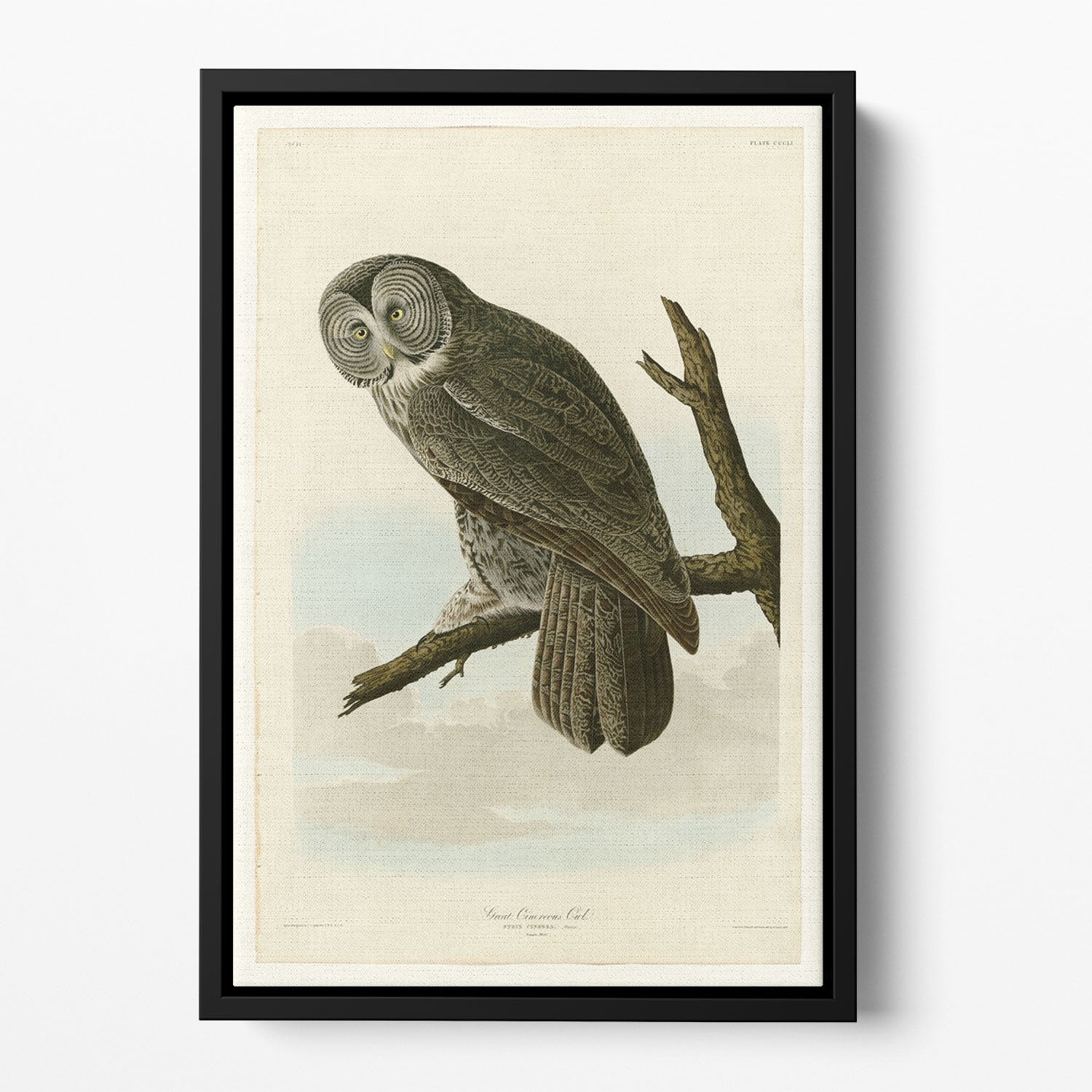 Great Cinereous Owl by Audubon Floating Framed Canvas