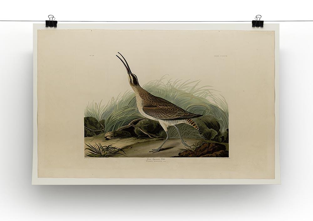 Great Esquimaux Curlew by Audubon Canvas Print or Poster - Canvas Art Rocks - 2