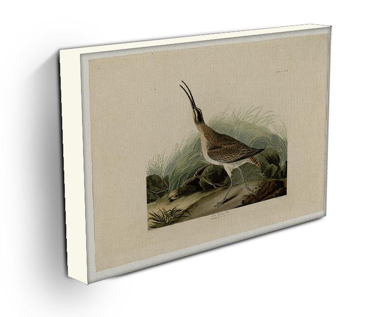 Great Esquimaux Curlew by Audubon Canvas Print or Poster - Canvas Art Rocks - 3