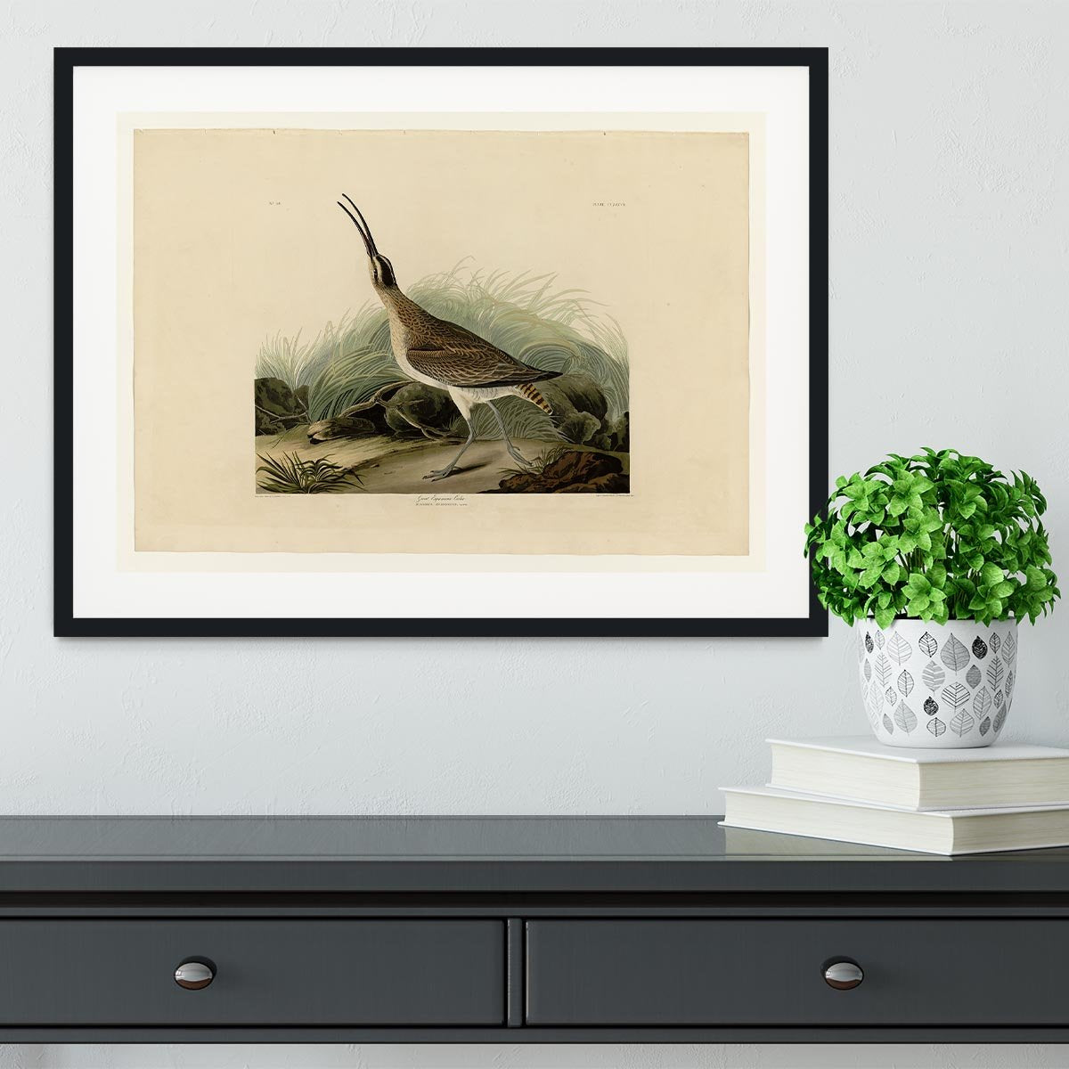 Great Esquimaux Curlew by Audubon Framed Print - Canvas Art Rocks - 1