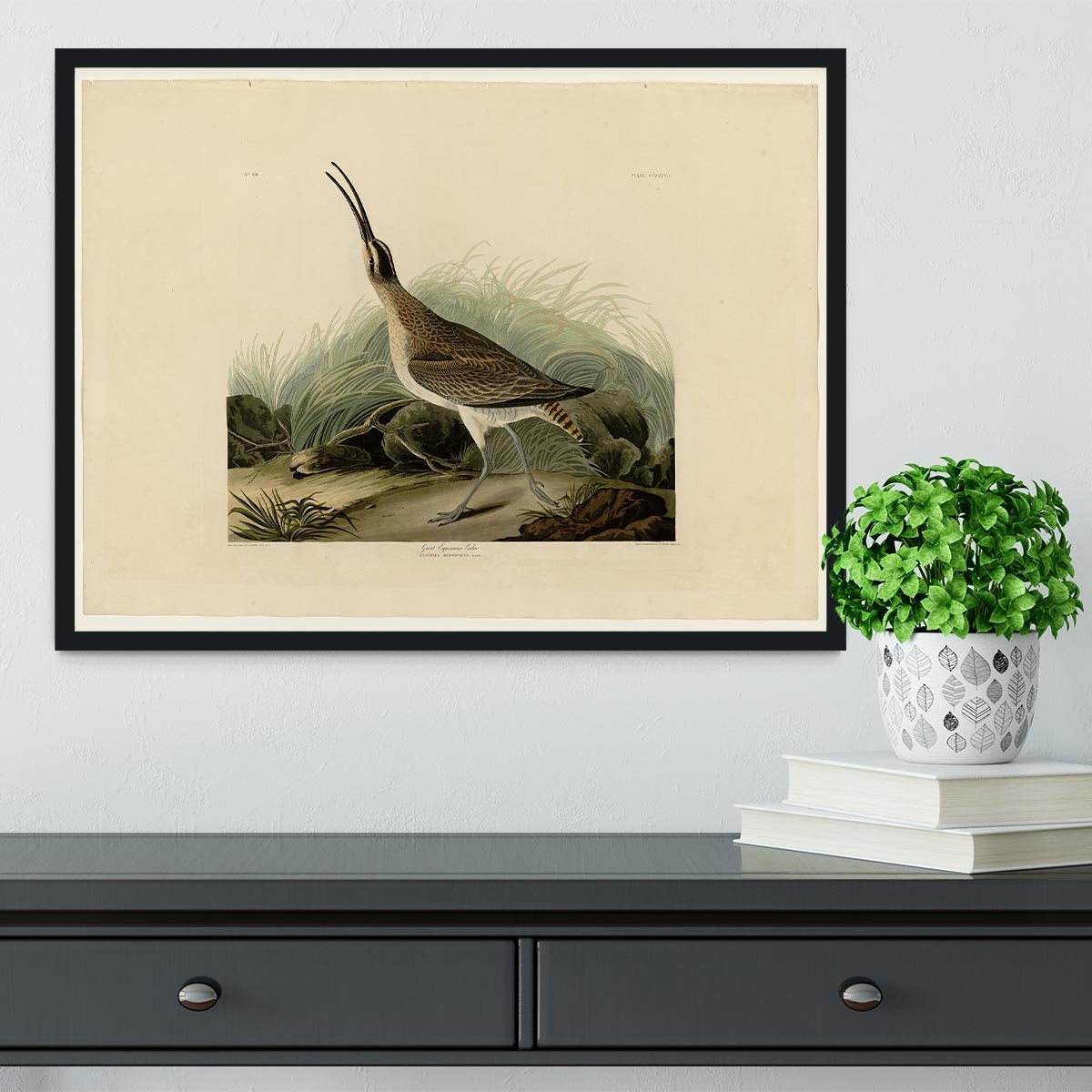 Great Esquimaux Curlew by Audubon Framed Print - Canvas Art Rocks - 2