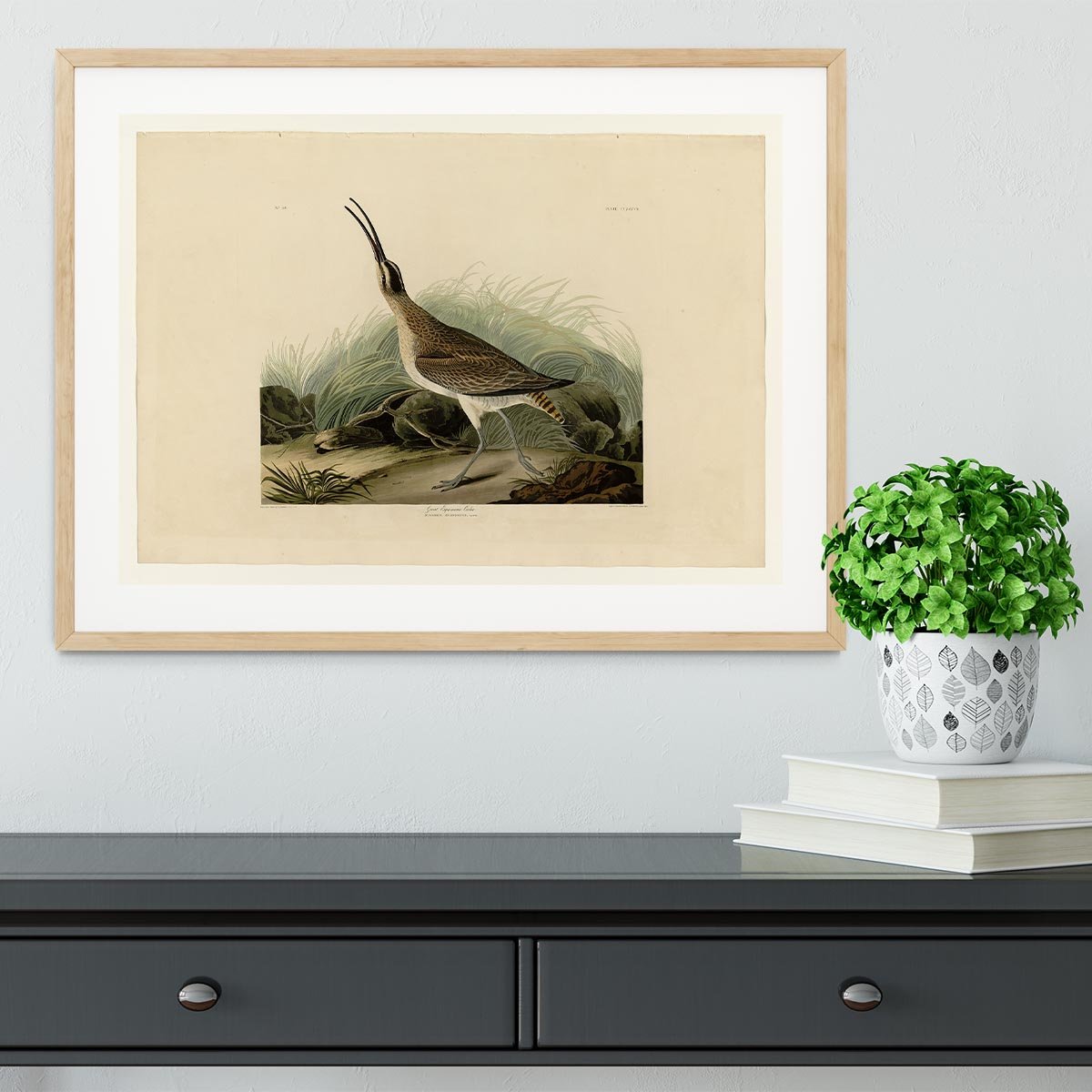 Great Esquimaux Curlew by Audubon Framed Print - Canvas Art Rocks - 3