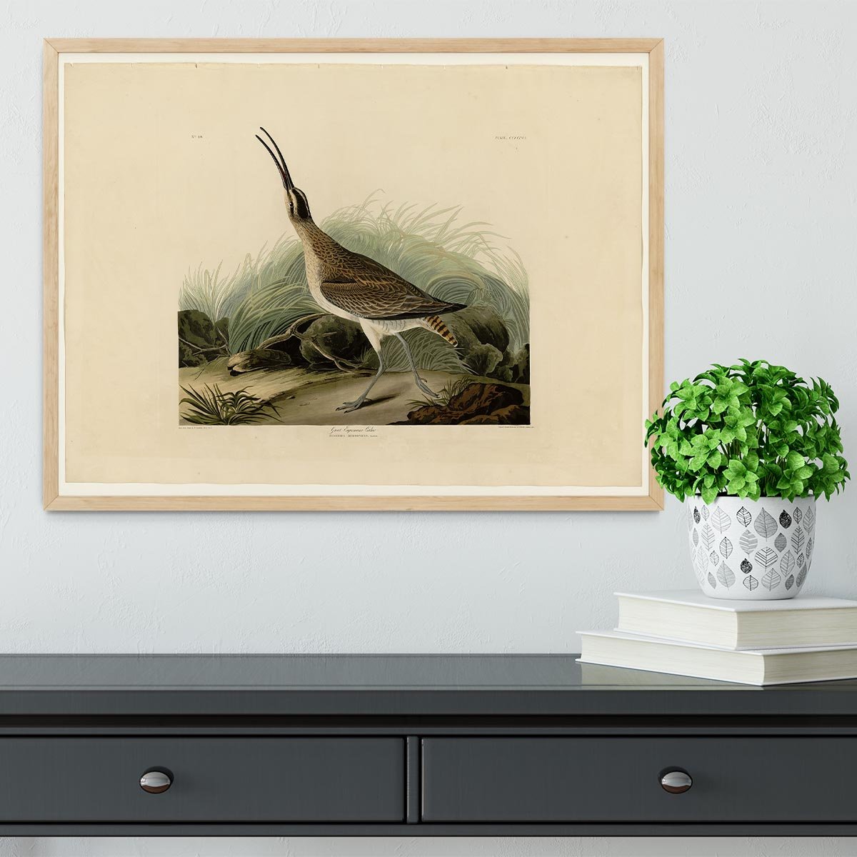 Great Esquimaux Curlew by Audubon Framed Print - Canvas Art Rocks - 4