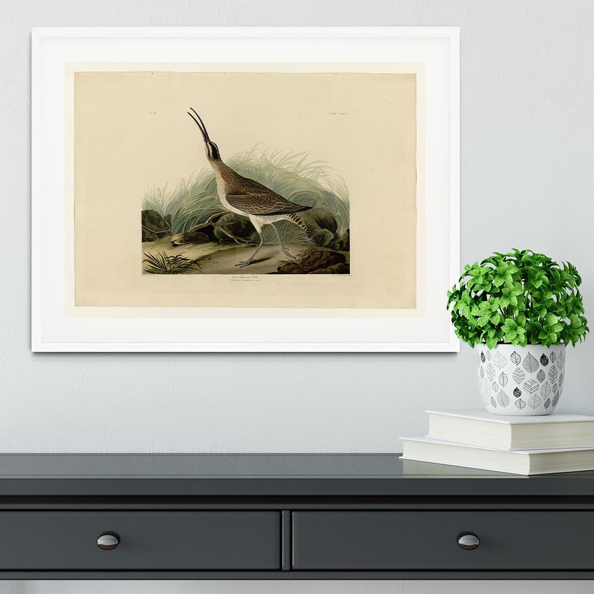 Great Esquimaux Curlew by Audubon Framed Print - Canvas Art Rocks - 5