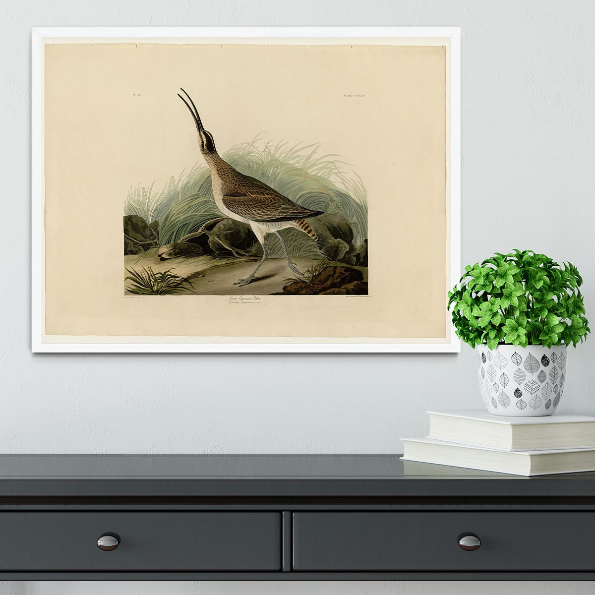 Great Esquimaux Curlew by Audubon Framed Print - Canvas Art Rocks -6