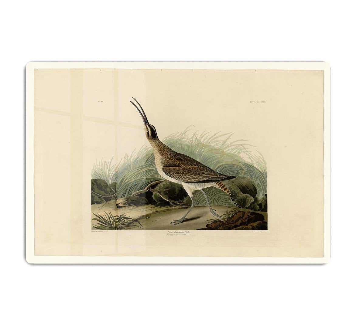 Great Esquimaux Curlew by Audubon HD Metal Print - Canvas Art Rocks - 1