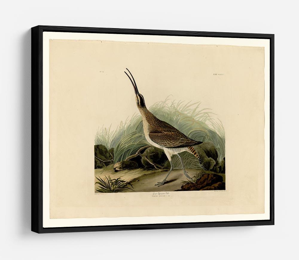 Great Esquimaux Curlew by Audubon HD Metal Print - Canvas Art Rocks - 6