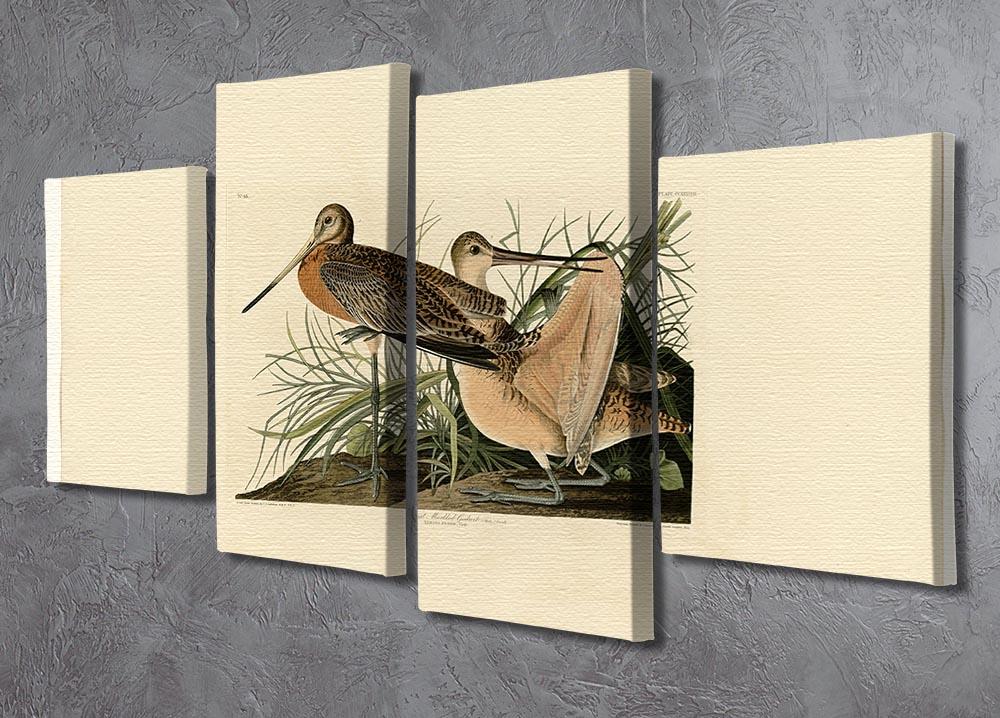 Great Marbled Godwit by Audubon 4 Split Panel Canvas - Canvas Art Rocks - 2