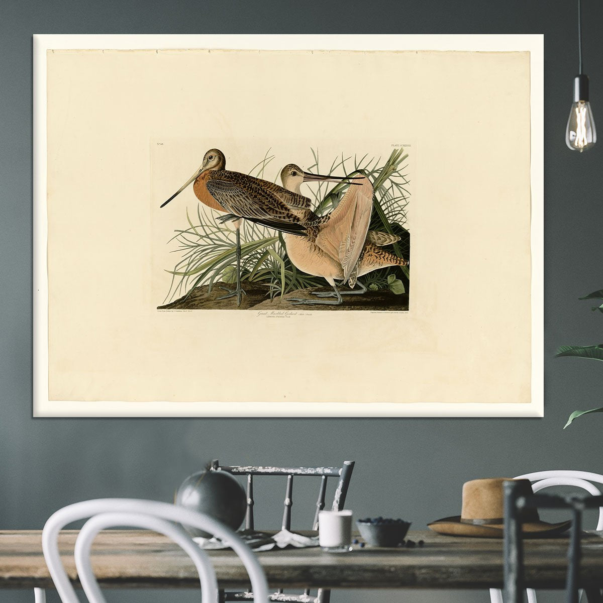 Great Marbled Godwit by Audubon Canvas Print or Poster