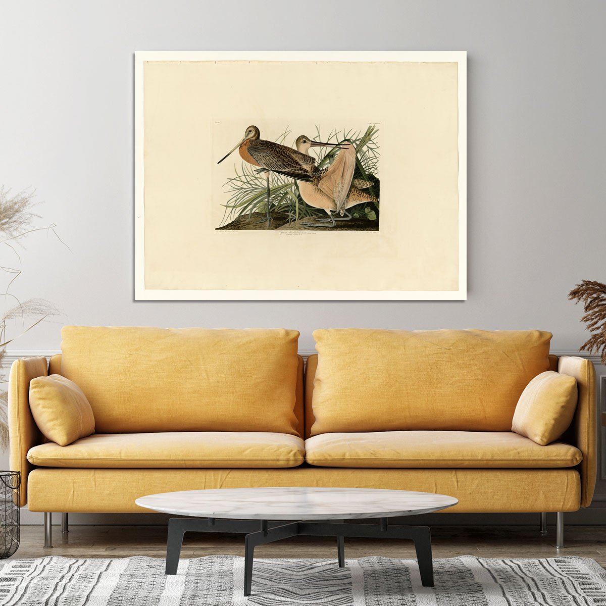 Great Marbled Godwit by Audubon Canvas Print or Poster