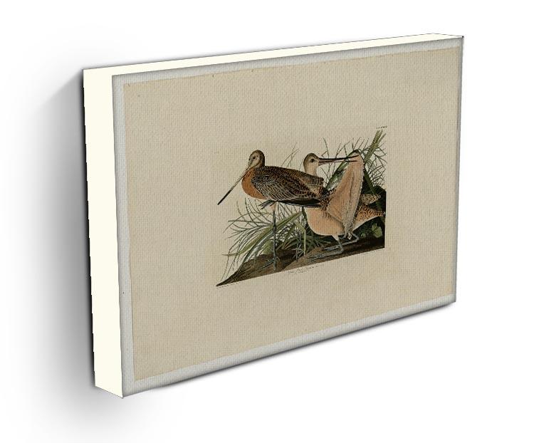 Great Marbled Godwit by Audubon Canvas Print or Poster - Canvas Art Rocks - 3