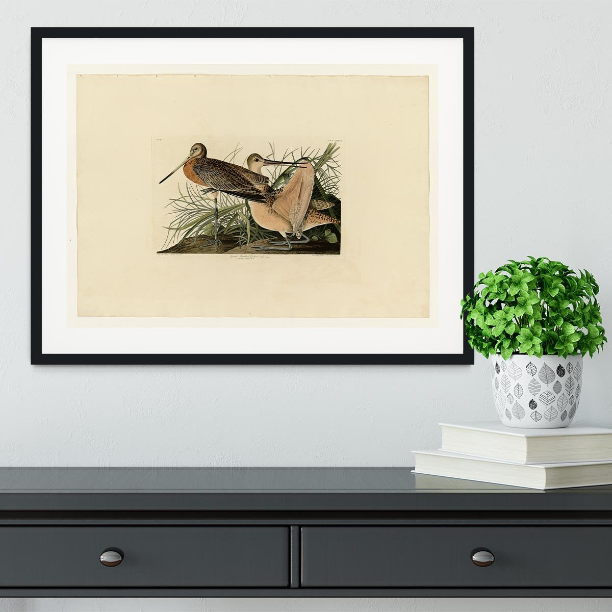Great Marbled Godwit by Audubon Framed Print - Canvas Art Rocks - 1