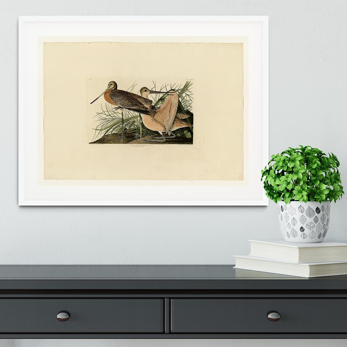 Great Marbled Godwit by Audubon Framed Print - Canvas Art Rocks - 5