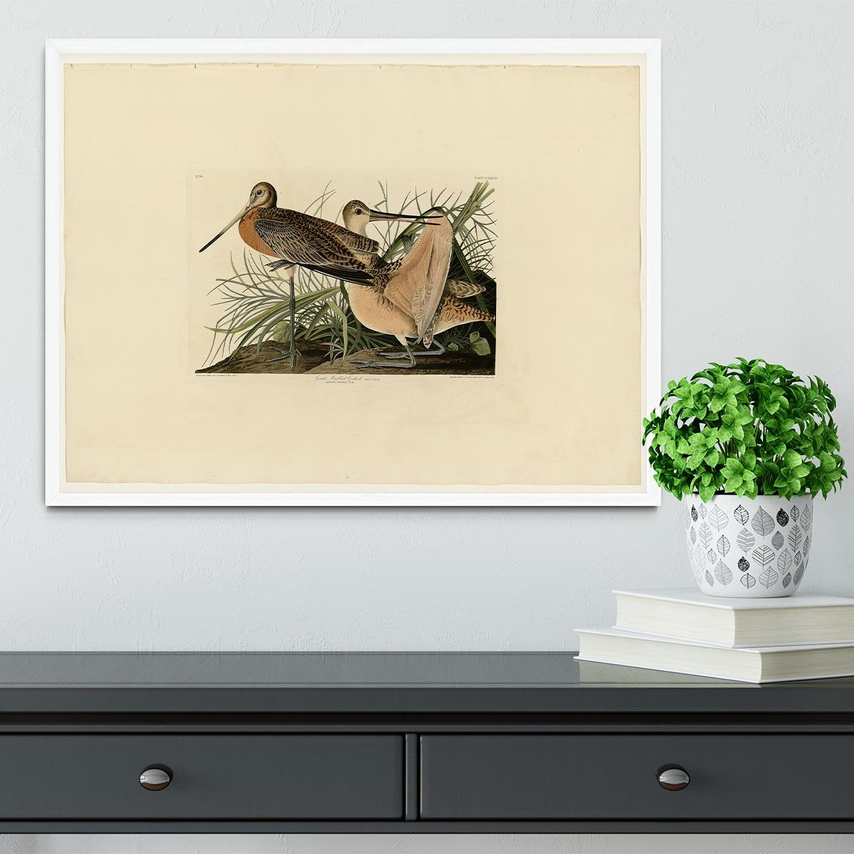 Great Marbled Godwit by Audubon Framed Print - Canvas Art Rocks -6
