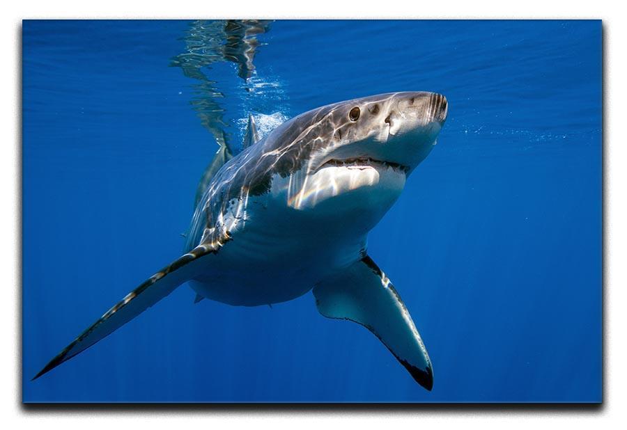 Great White Canvas Print or Poster  - Canvas Art Rocks - 1