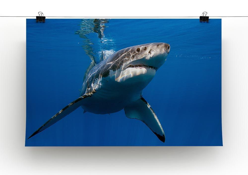 Great White Canvas Print or Poster - Canvas Art Rocks - 2