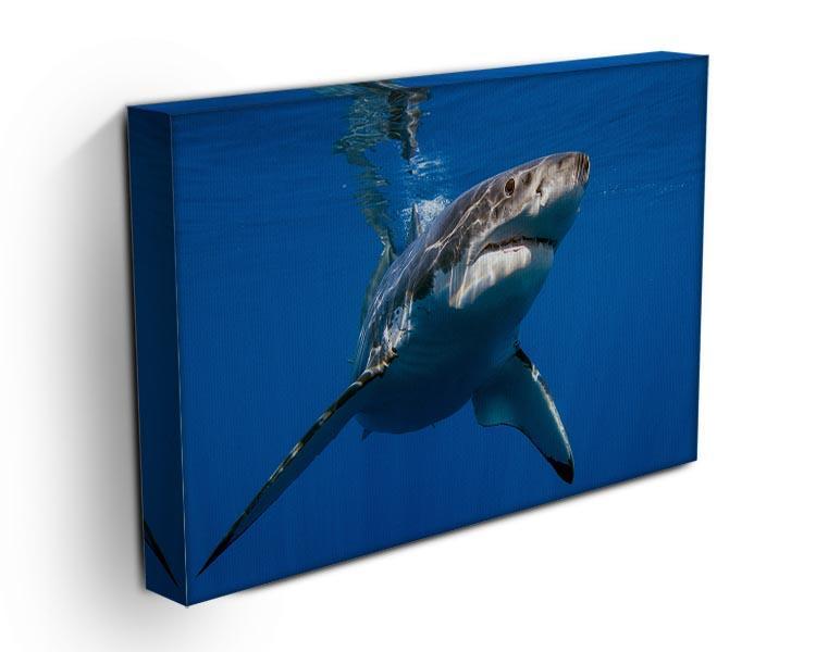 Great White Canvas Print or Poster - Canvas Art Rocks - 3
